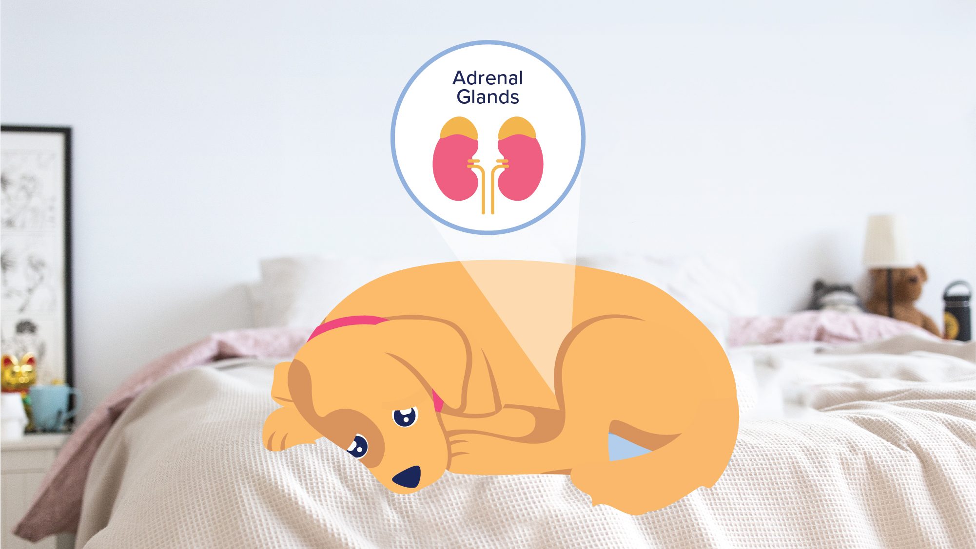 Symptoms and treatment for dogs with Addison’s Disease