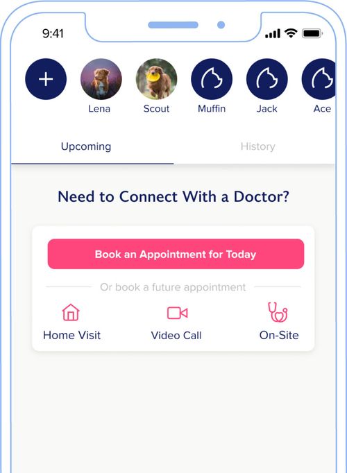 Video Chat With Your Vet