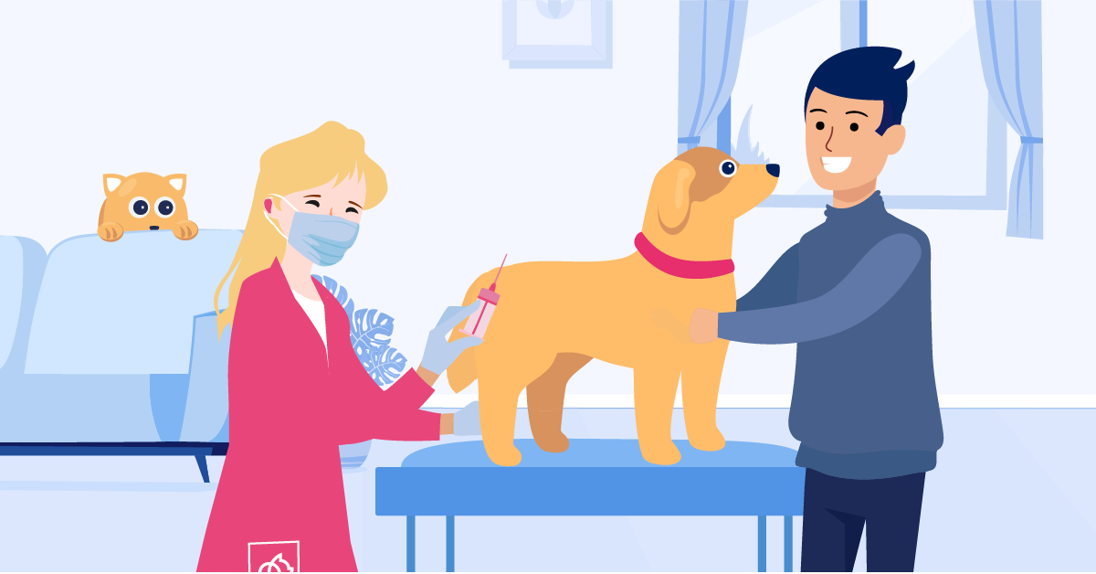 Dog Vaccines: The Complete Guide | BetterVet
