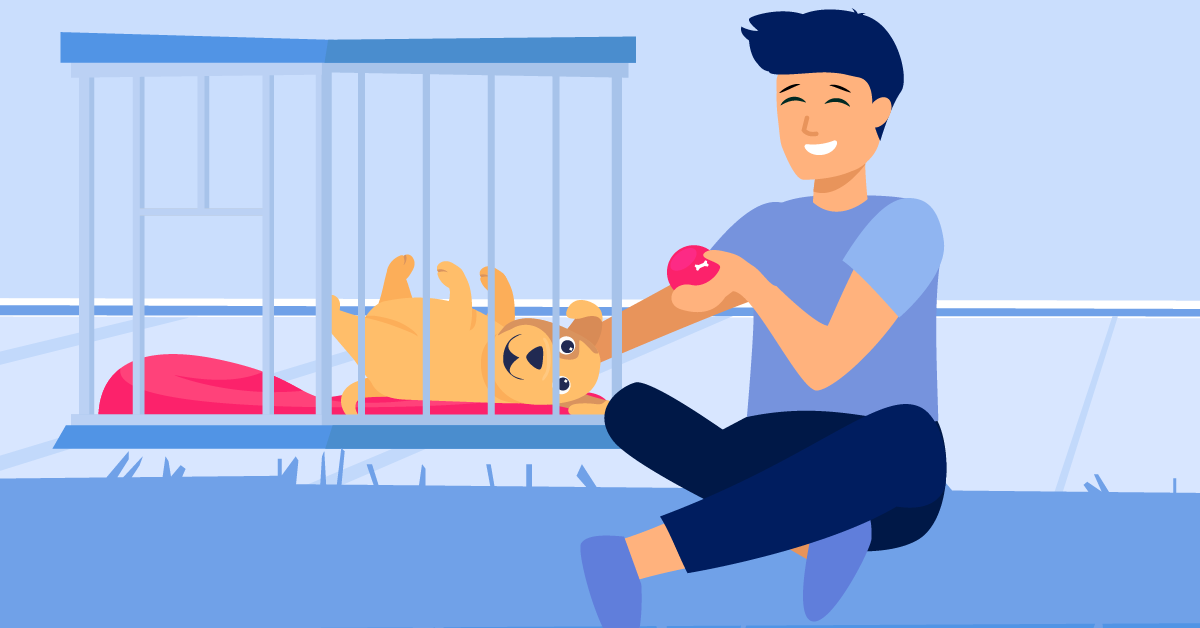 How To Crate Train Your Dog? | BetterVet