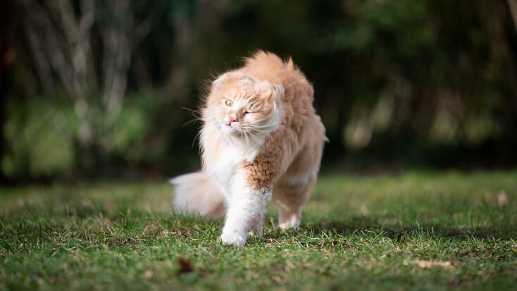 Why Is My Cat So Skittish All of a Sudden? 8 Reasons! 