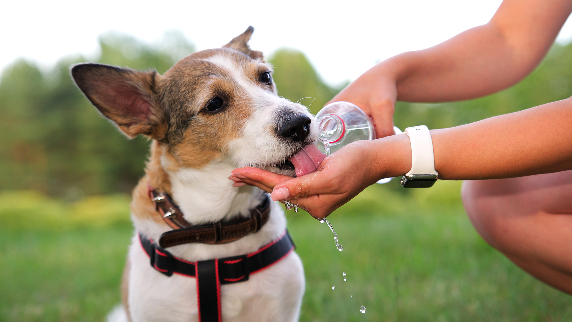 Could Your Dog's Water Bowl Make Him Sick? Here's What You Need To Know -  Hot Dog on a Leash
