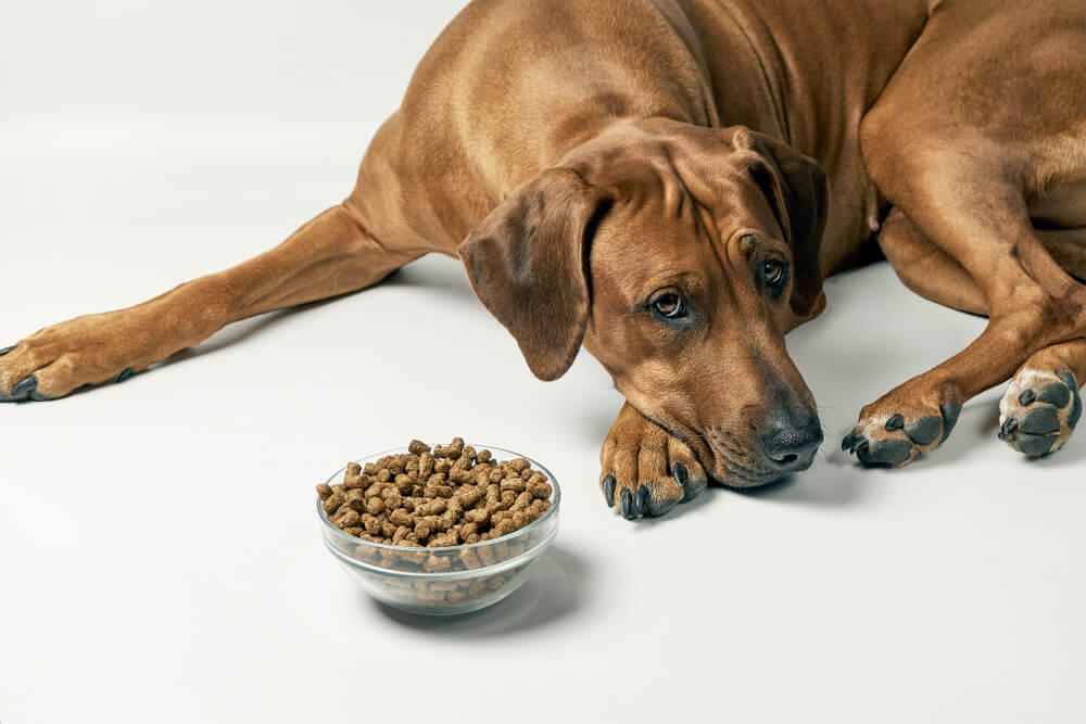 Dog not shop eating food