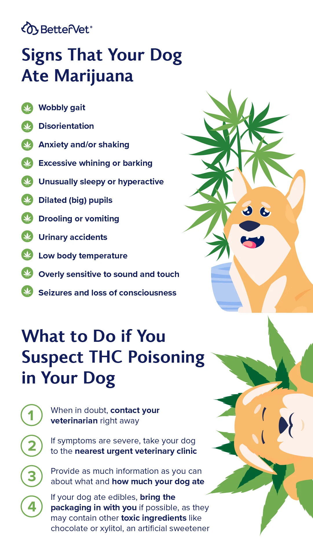 Symptoms of marijuana ingestion in dogs infographic