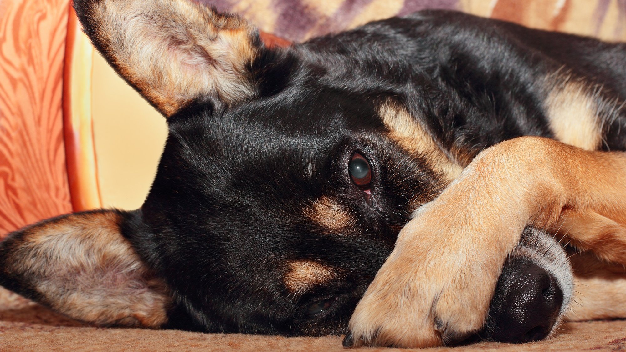 Natural remedies for dog breath hotsell