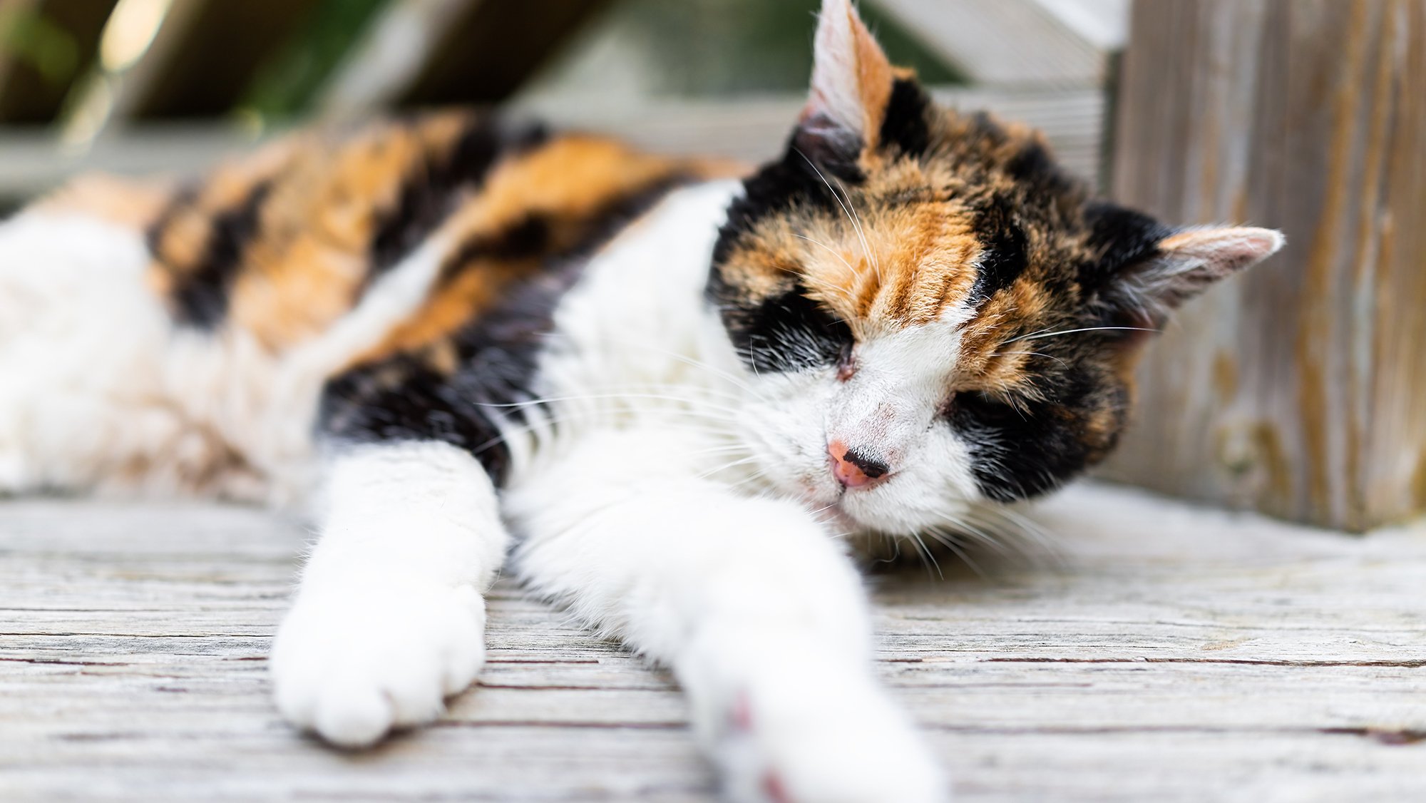 Why do some cats seem to get along with other cats? Their hormones