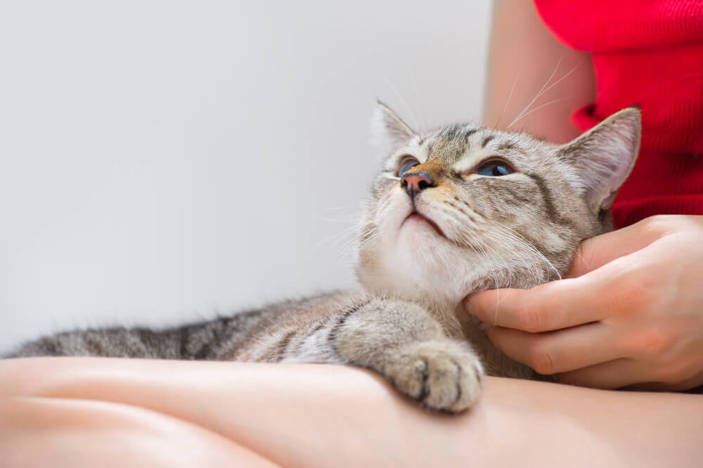 How to Take Care of a Cat: 7 Vet-Recommended Tips | BetterVet