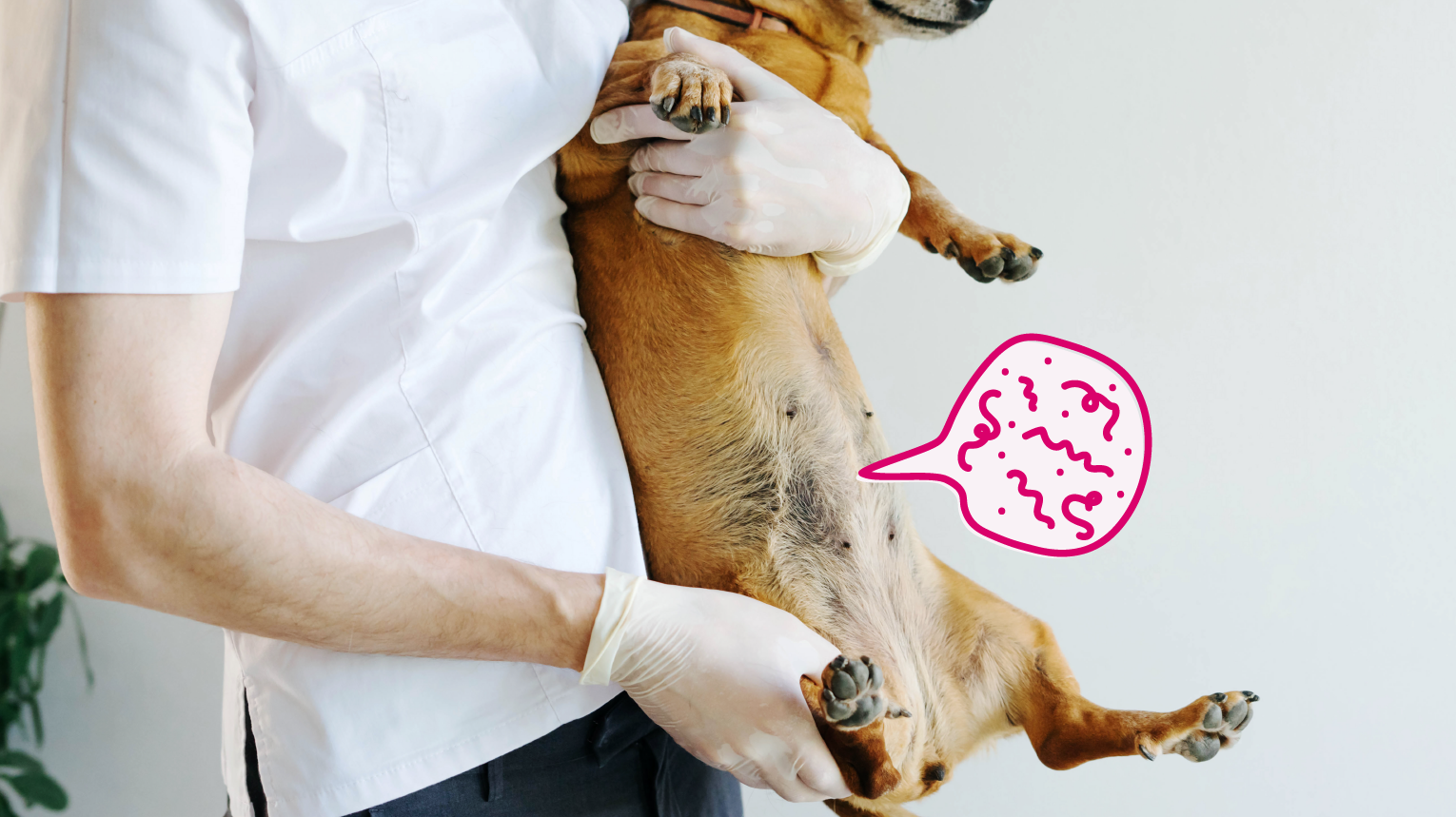 Parasites in Dogs: Causes, Symptoms, and Treatment